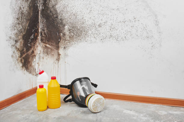 Best Kitchen Mold Remediation in Sandwich, IL