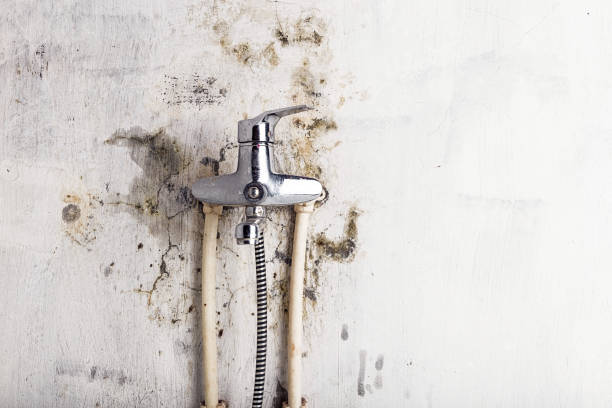 Best Black Mold Remediation in Sandwich, IL