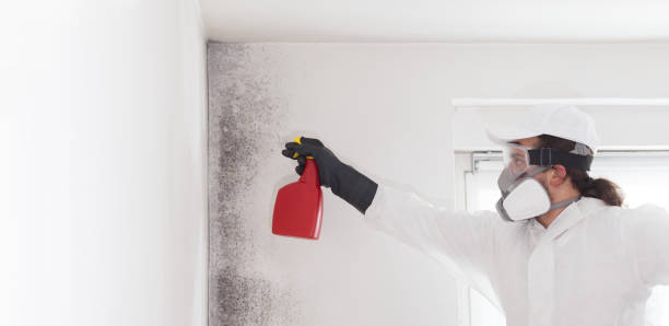 Best Attic Mold Remediation in Sandwich, IL