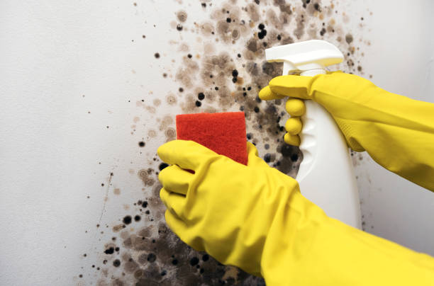 Reliable Sandwich, IL Mold Remediation Solutions