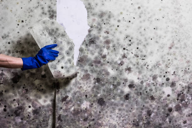 Best White Mold Remediation in Sandwich, IL