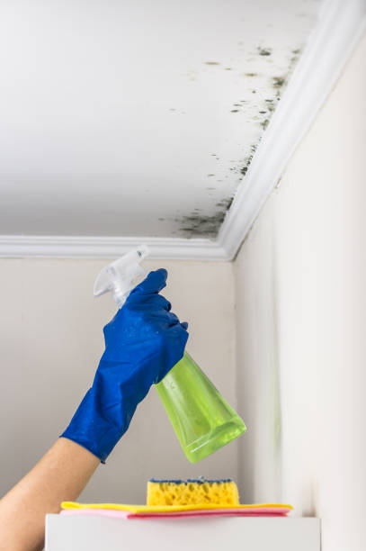 Best Mold Remediation for Schools in Sandwich, IL